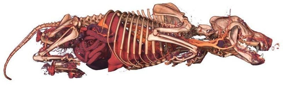Universeum visitors will be able to explore the inside of a dog using Inside Explorer