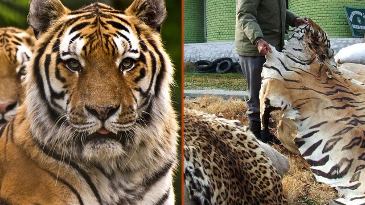 USWTA. AZA. US Wildlife Trafficking Alliance. Association of Zoos and Aquariums.