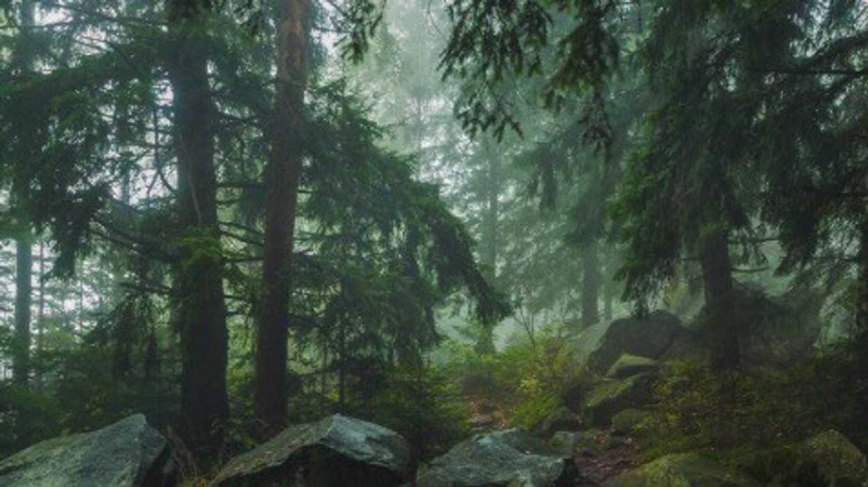 Valo Motion donates to save ancient Finnish forests