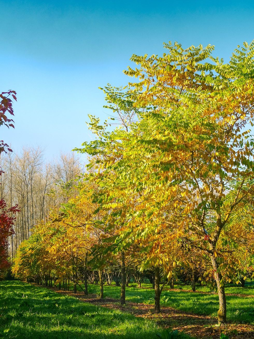 Van den Berk Gymnocladus dioica