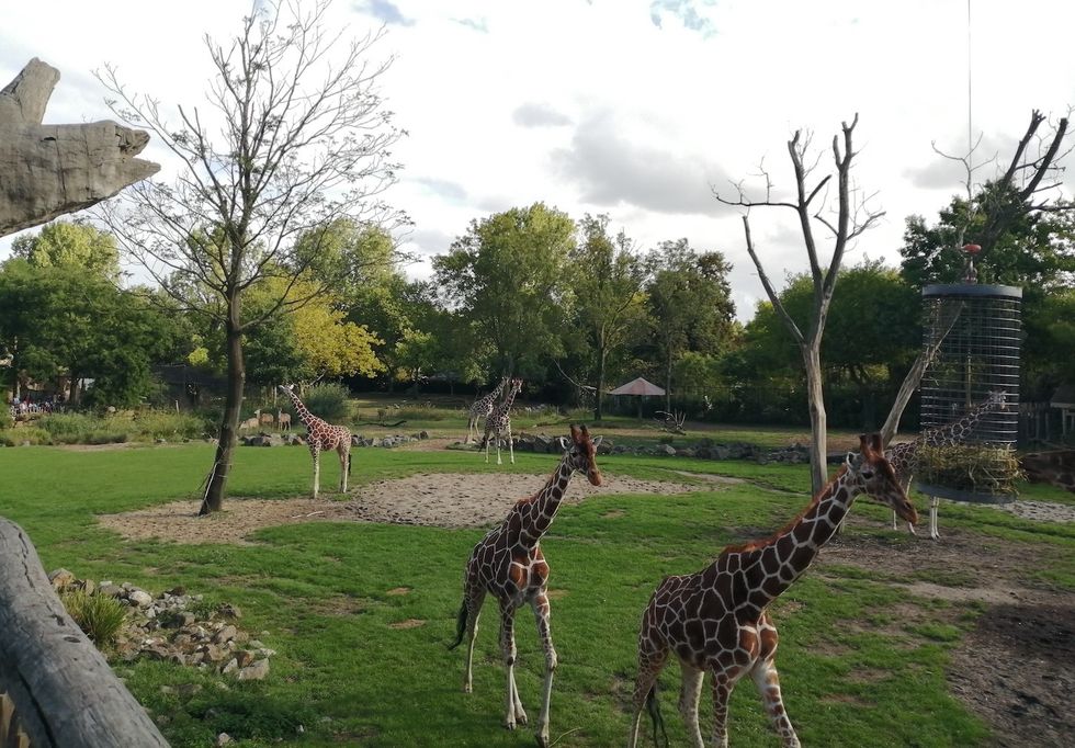van den berk rotterdam zoo