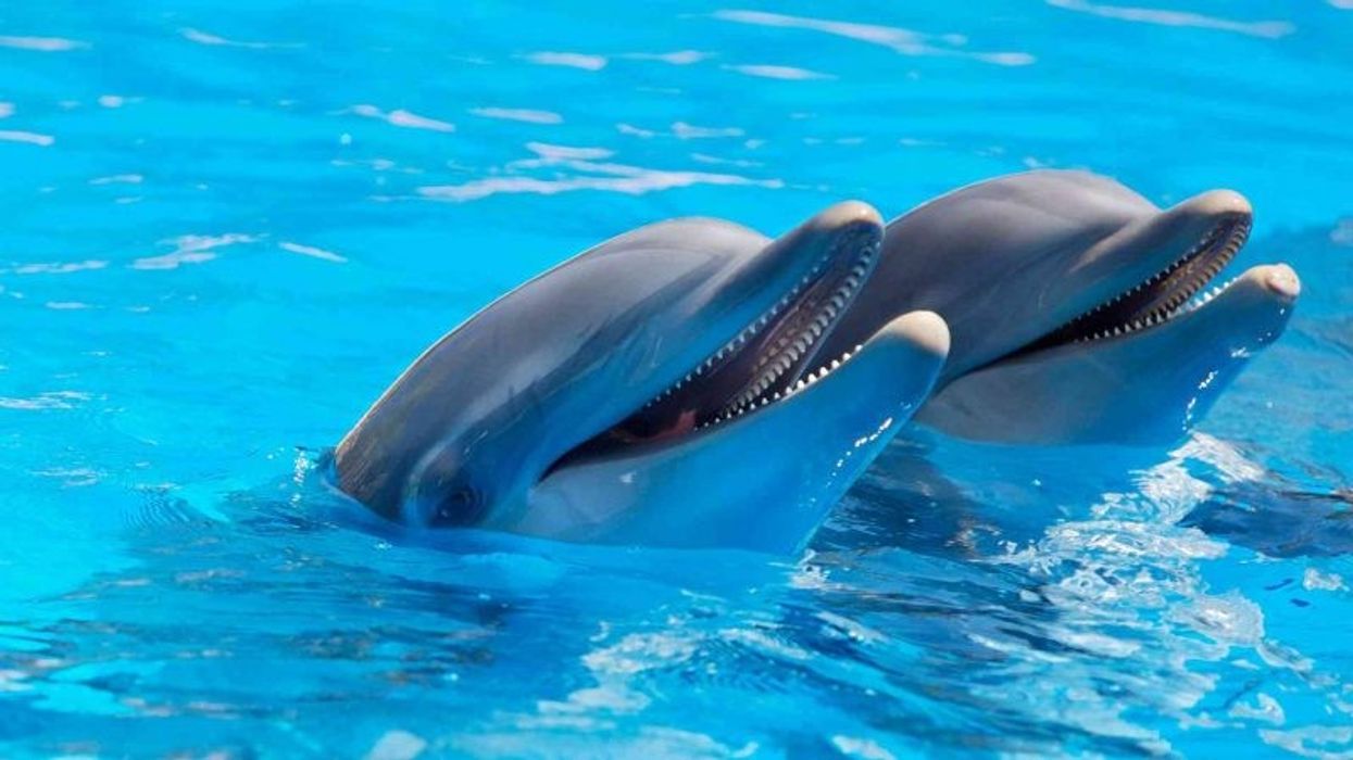 Vancouver Aquarium. cetaceans, whales and dolphins. Ocean Wise.