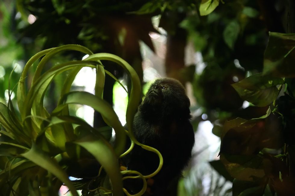 Vancouver Aquarium monkey