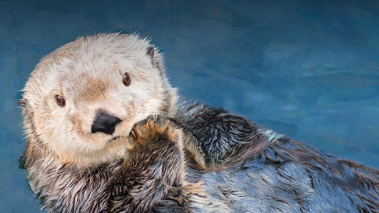 vancouver aquarium