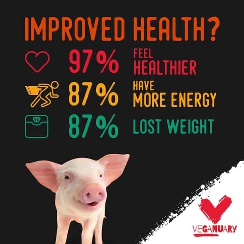 veganuary piglet improved health vegan