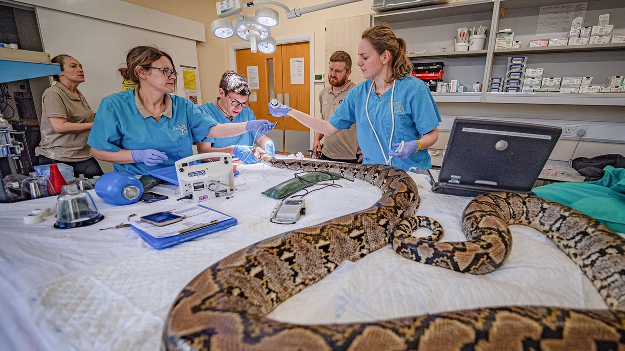 Veterinarians examine a large python in a clinic, surrounded by medical equipment at Chester Zoo