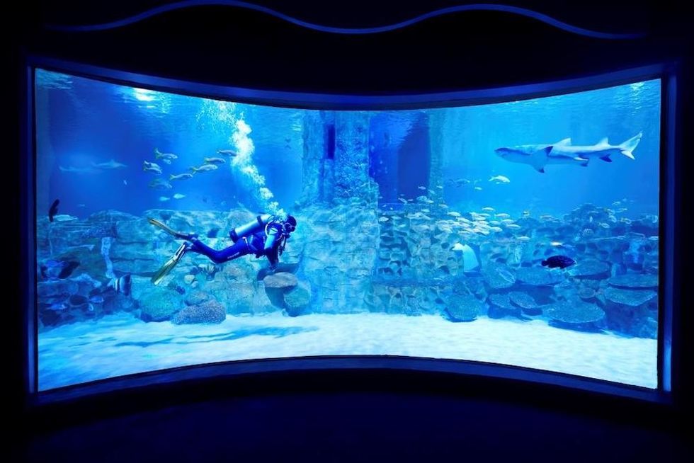 VGP Marine Kingdom Ravidas Blooloop