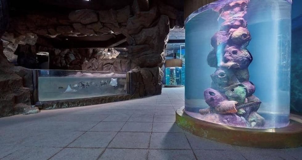 VGP Marine Kingdom Ravidas Blooloop