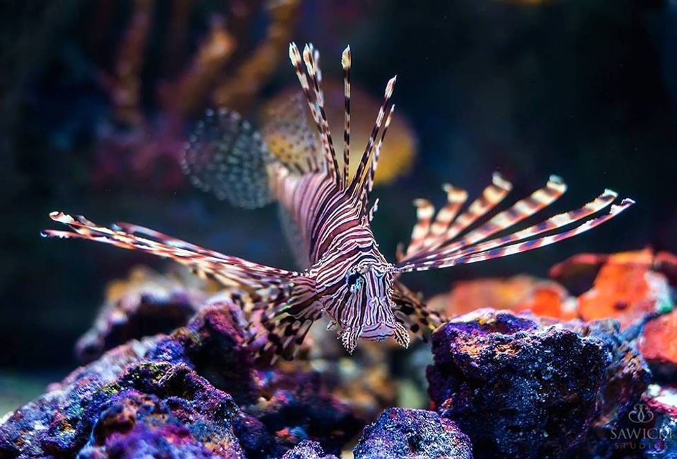 VIA Aquarium ViaPort Rotterdam lionfish