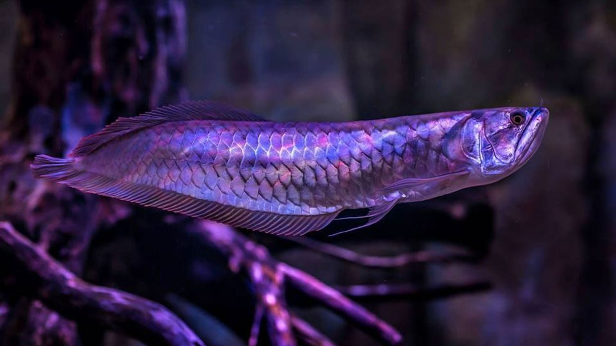 VIA Aquarium ViaPort Rotterdam