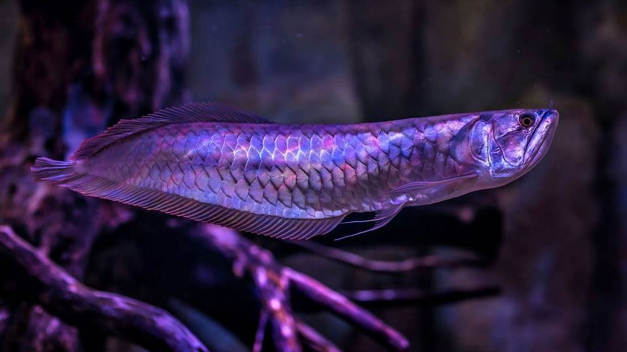 VIA Aquarium ViaPort Rotterdam