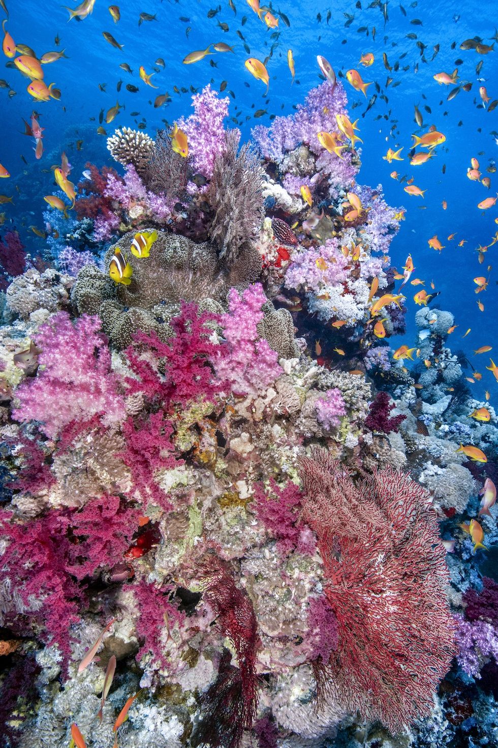 Vibrant coral reef with colorful fish swimming around in clear blue water.