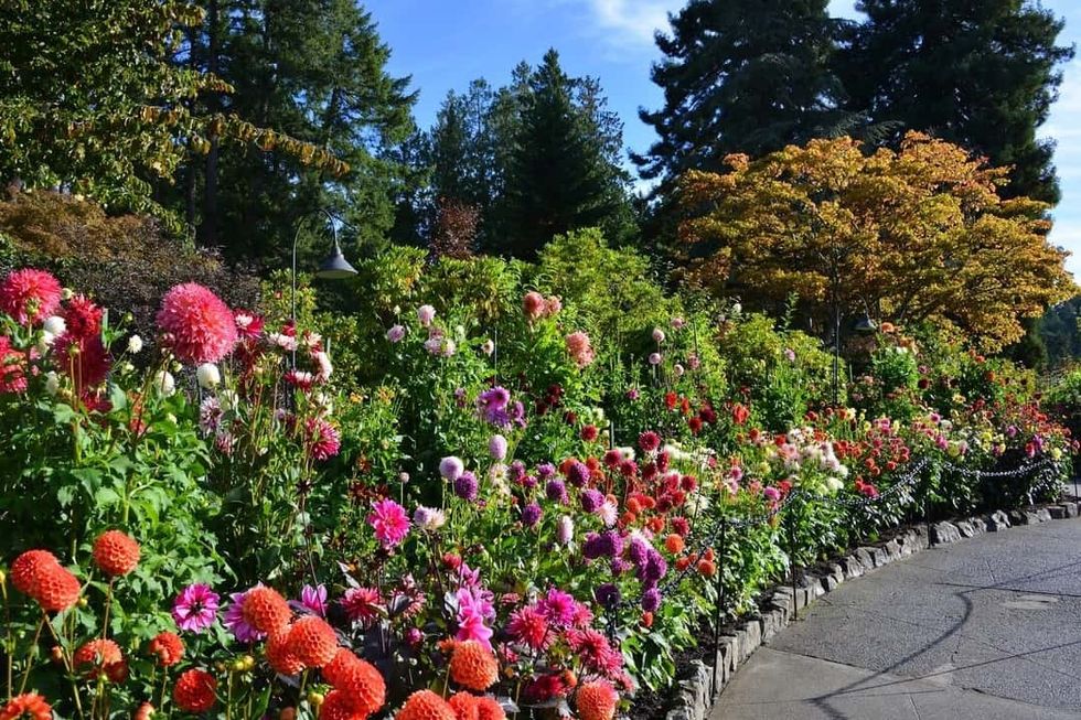 Vibrant flower garden at Butchart Gardens with colorful blooms and trees under a clear blue sky.