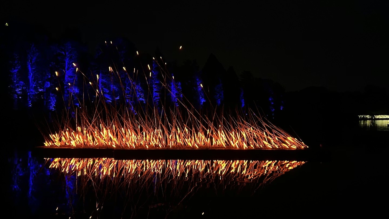 Vibrant orange light reeds over water, blue-lit trees in background.