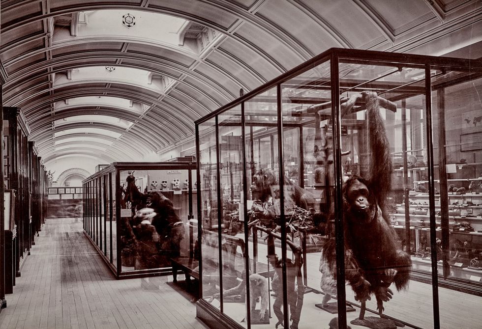 Victorian-era museum hall with glass animal displays and arched ceiling at the Natural History Museum