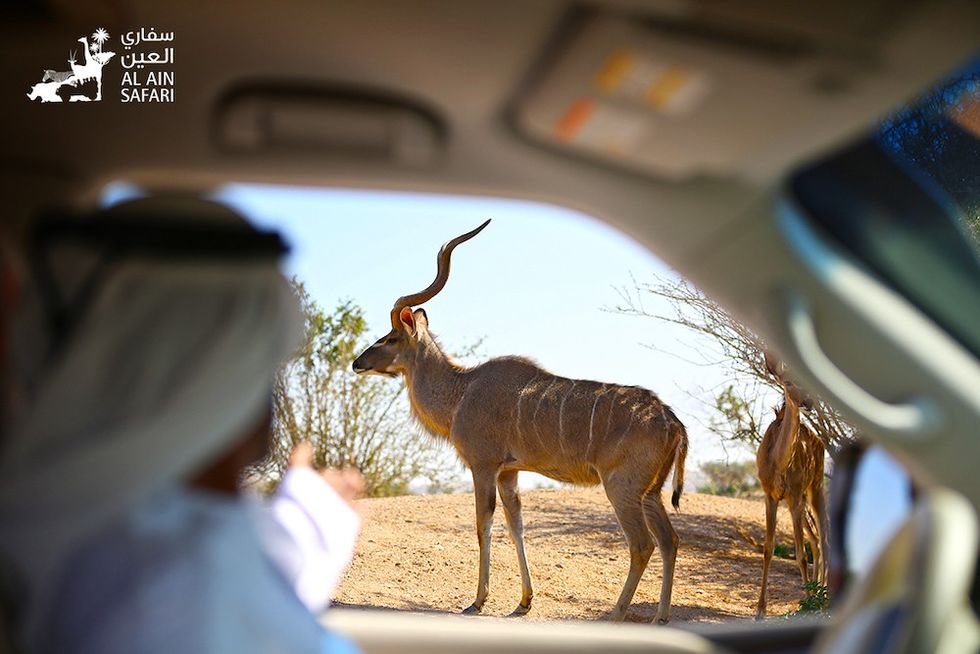 view from a safari at Al Ain Zoo, which has announced several new zoo expansion plans