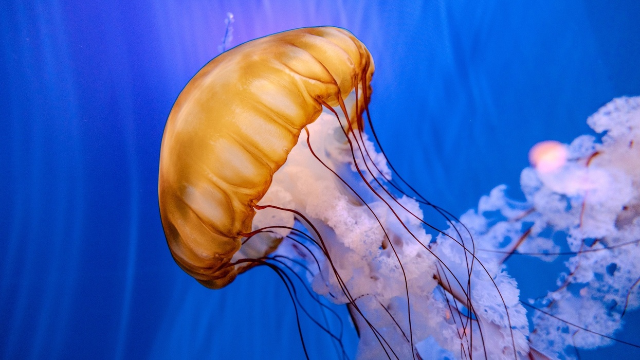 virginia aquarium jellyfish