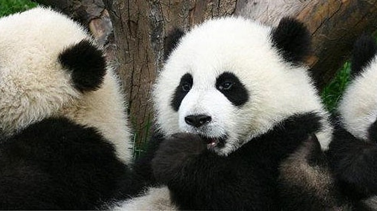 Virtual reality to see Chengdu pandas