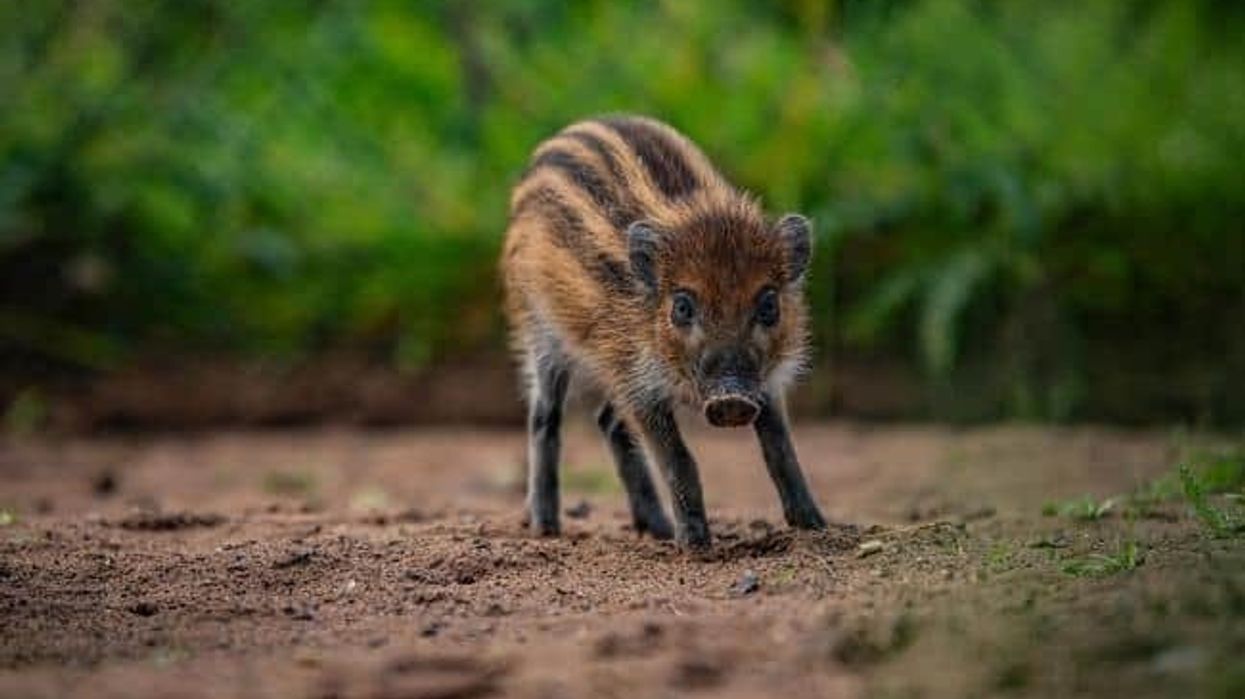 visayan warty pig chester zoo