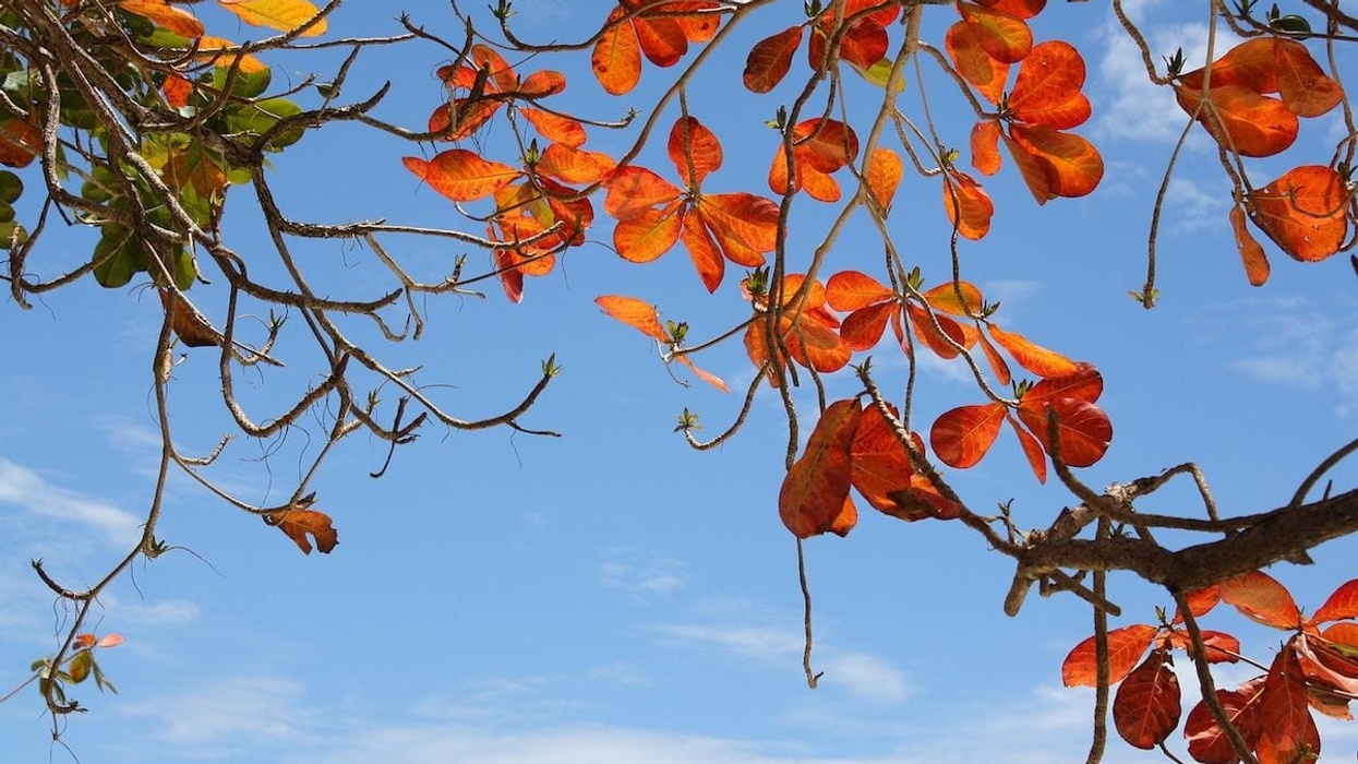 Visayas magic island leaves