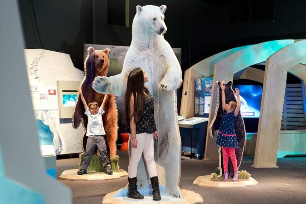 visitor measures up to polar bear arctic voices exhibit by science north