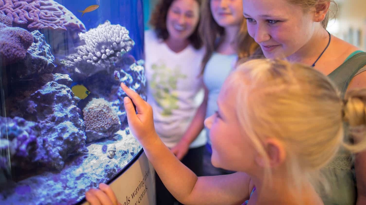 Visitors-at-Mote-Aquarium