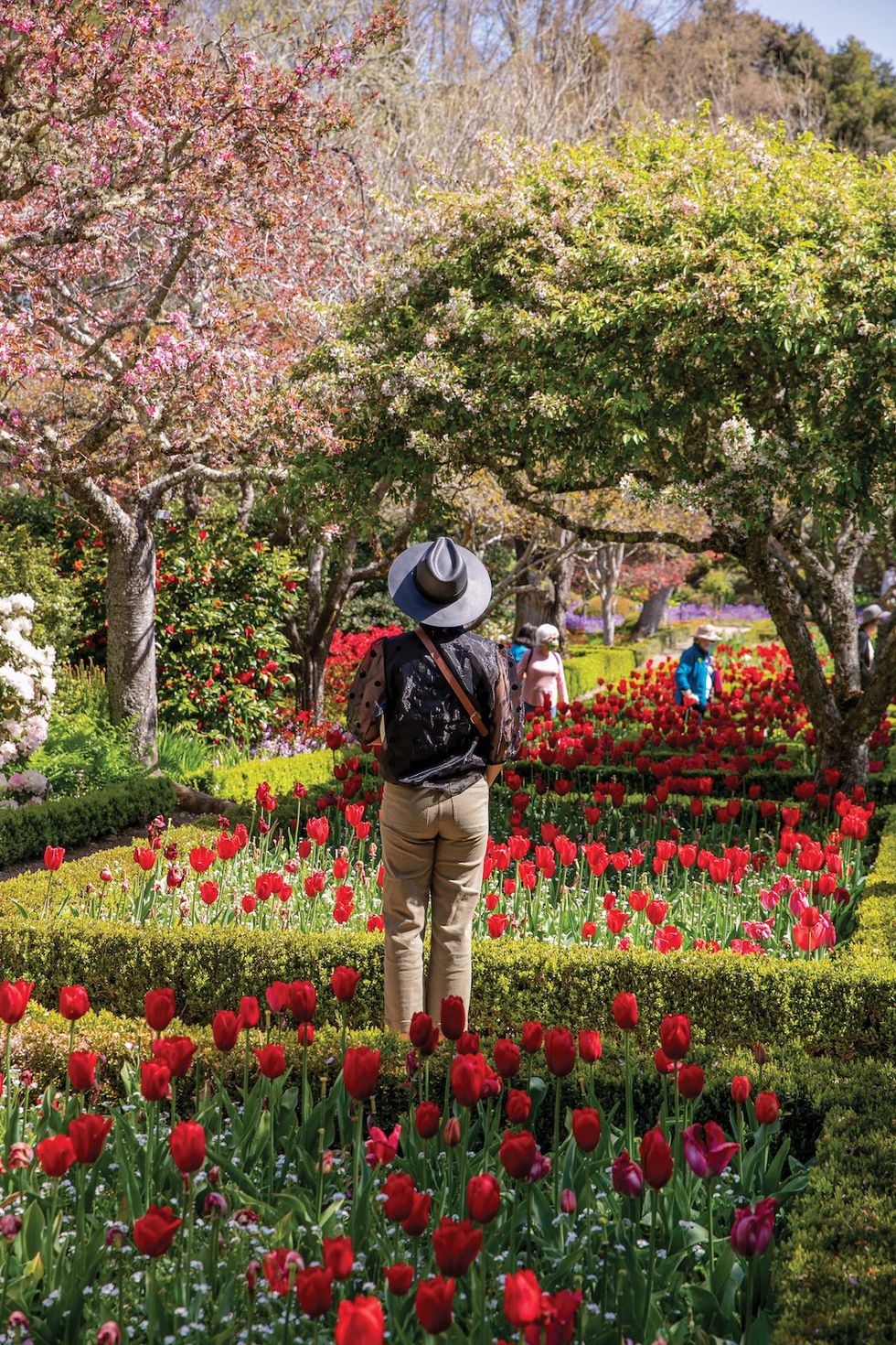 Visitors in Tulips