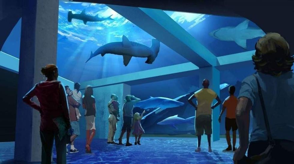 visitors look at hammerhead sharks at georgia aquarium