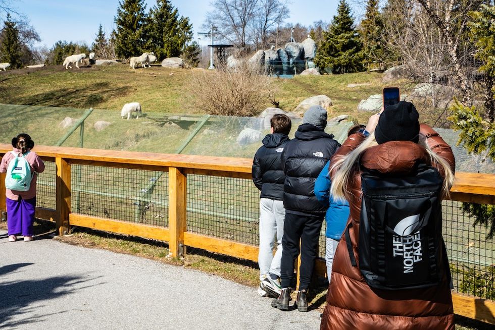 visitors look at the wolf habitat