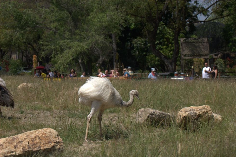 Visitors outside at Santa Ana Zoo