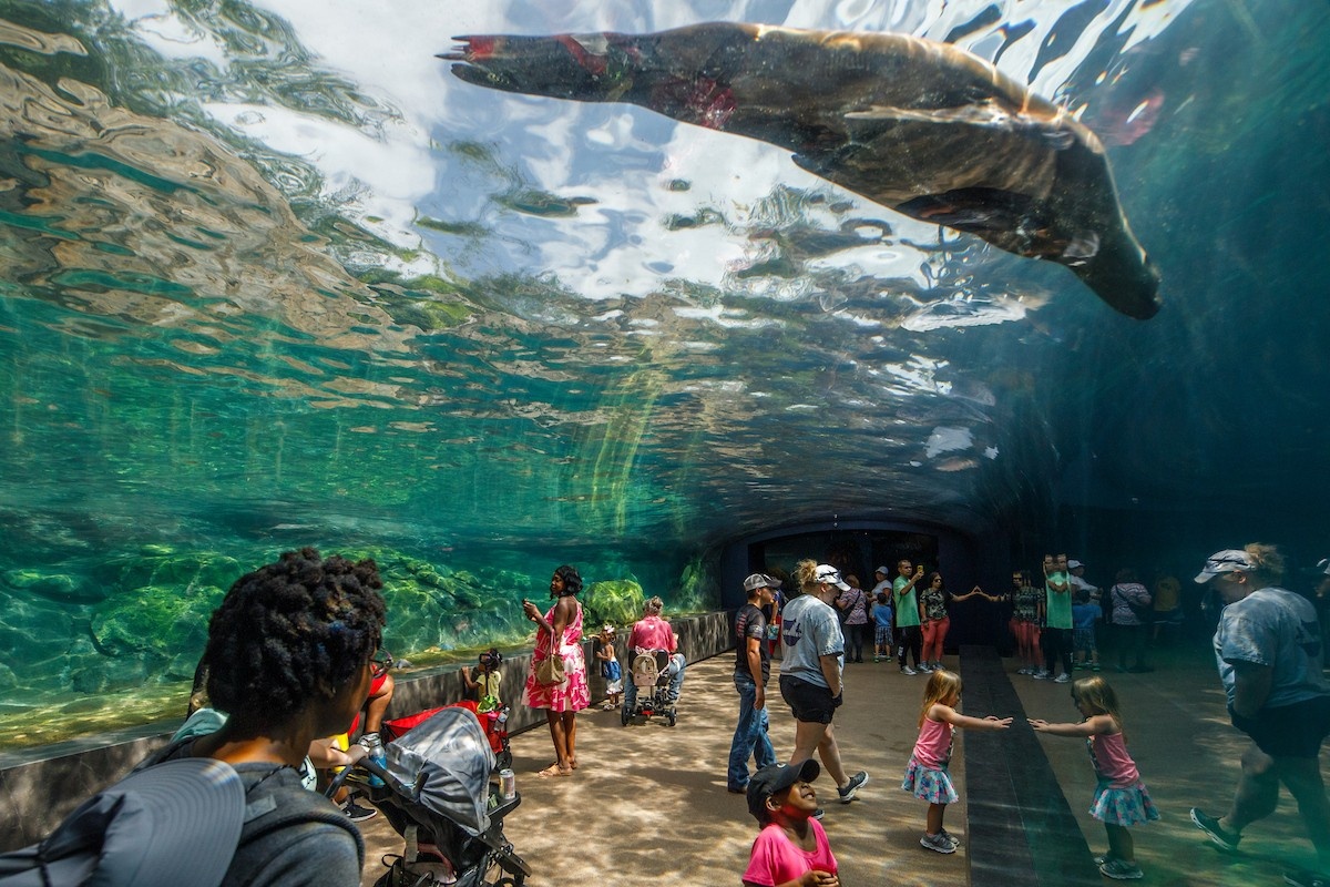 Visitors walk through an underwater tunnel as a seal swims above.