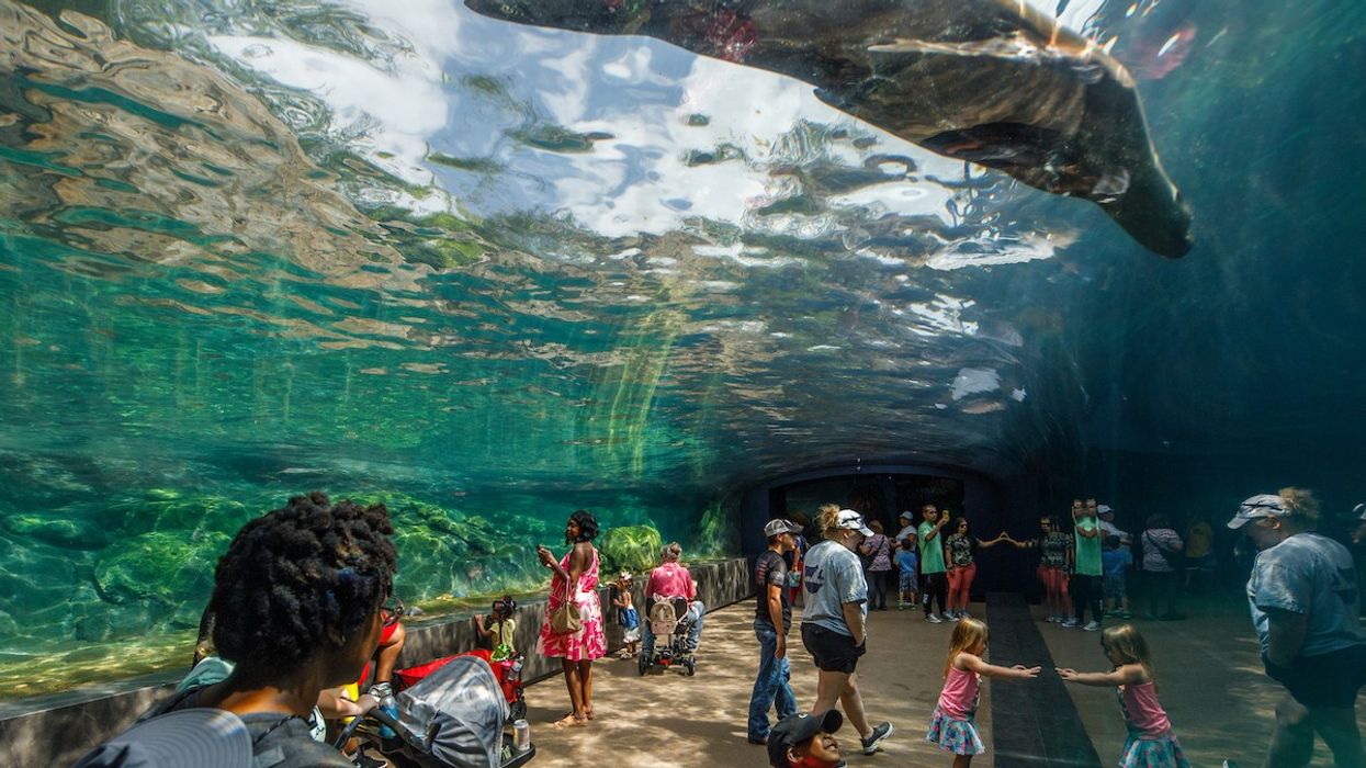 Visitors walk through an underwater tunnel as a seal swims above.