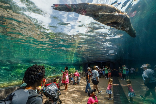 Visitors walk through an underwater tunnel as a seal swims above.