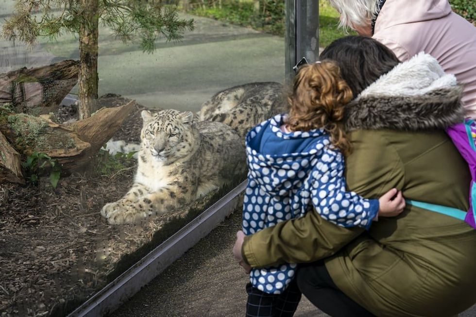 Visitors with snow leopard Marwell Zoo