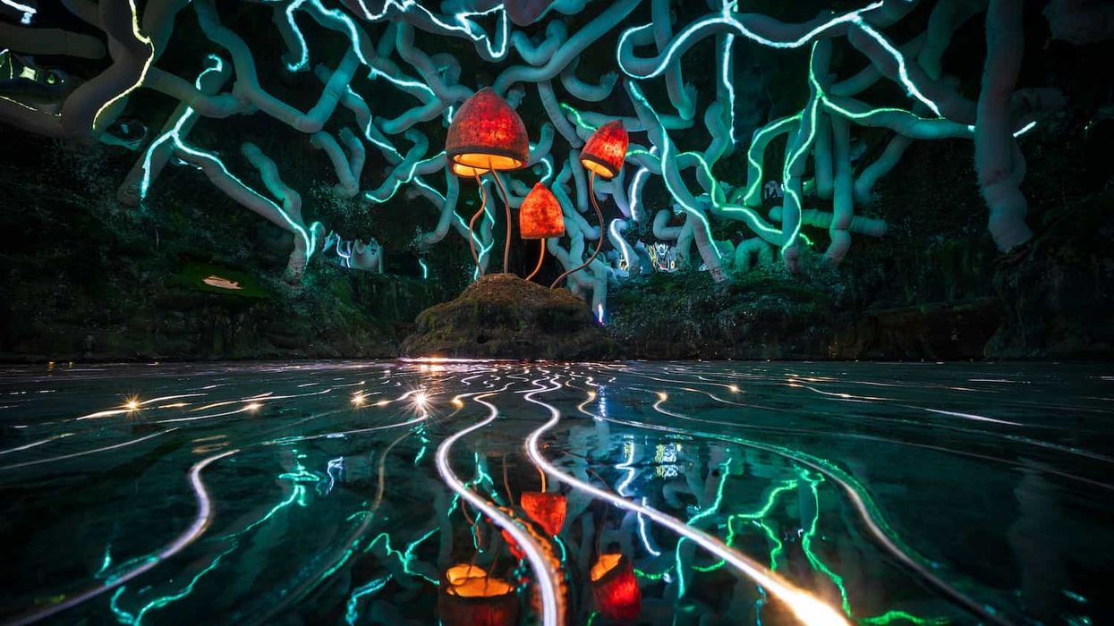 wake the tiger bristol