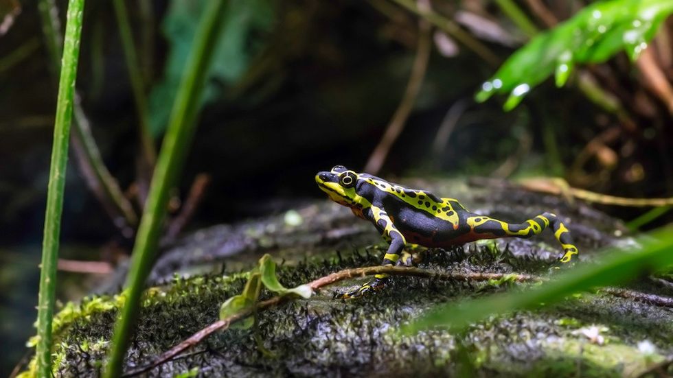 Wampucrum species of Harlequin toad also called the limon harlequin frog world species congress