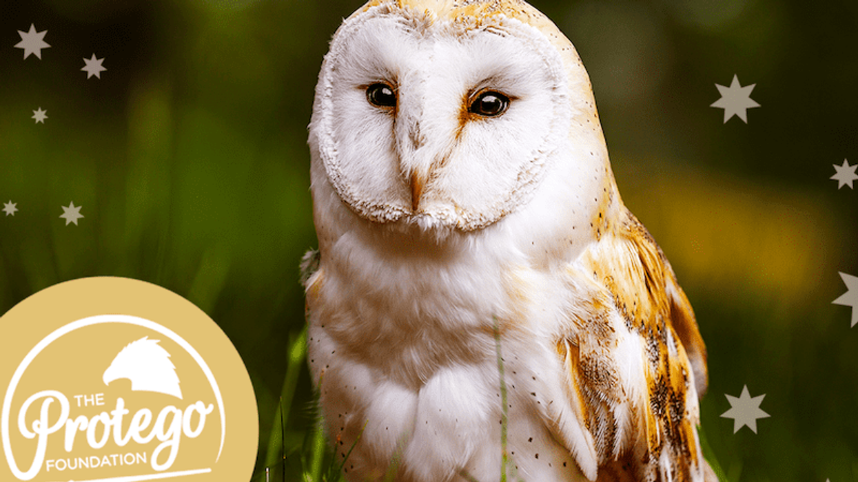 warner bros protego live owls