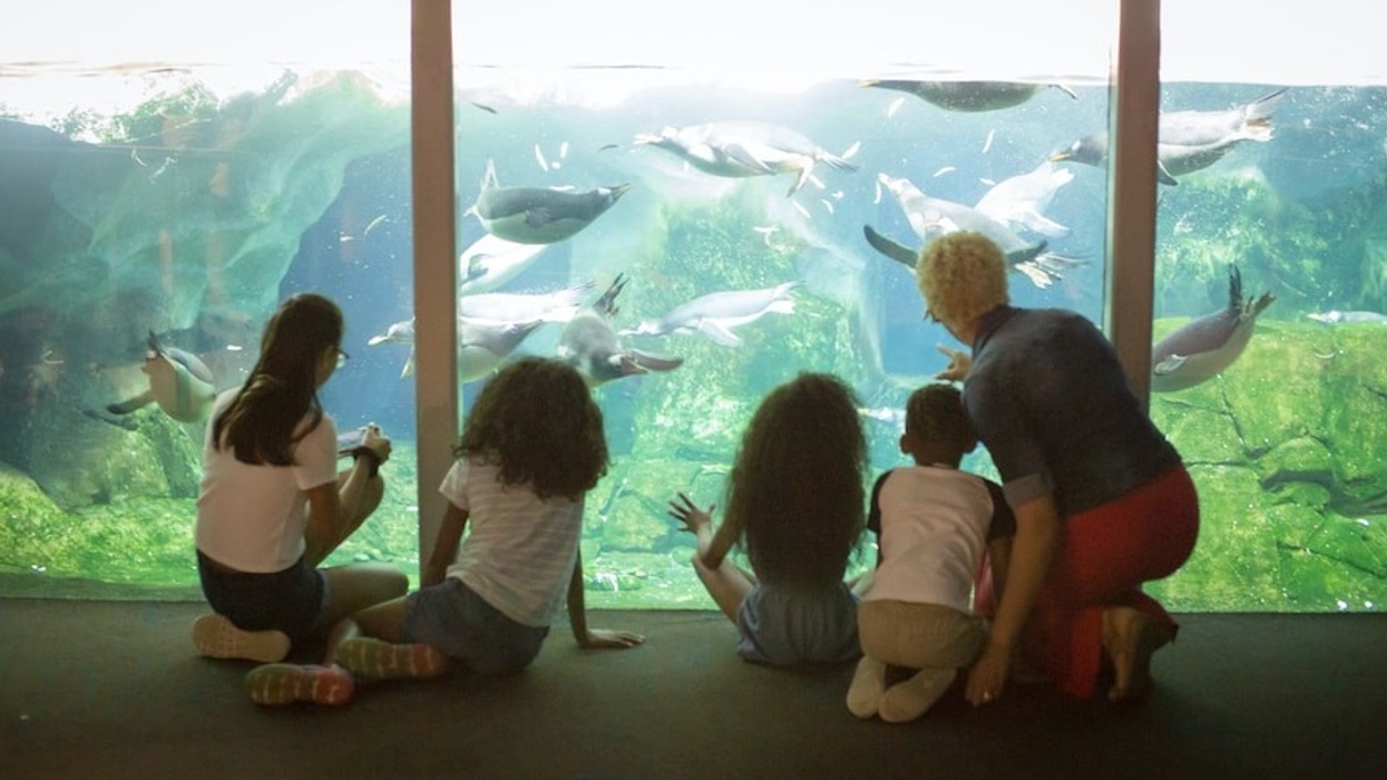 watching-penguins-at-Kansas-City-Zoo