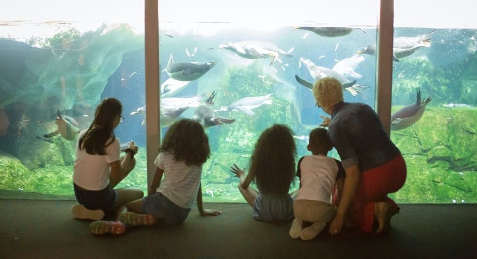 watching penguins at Kansas City Zoo