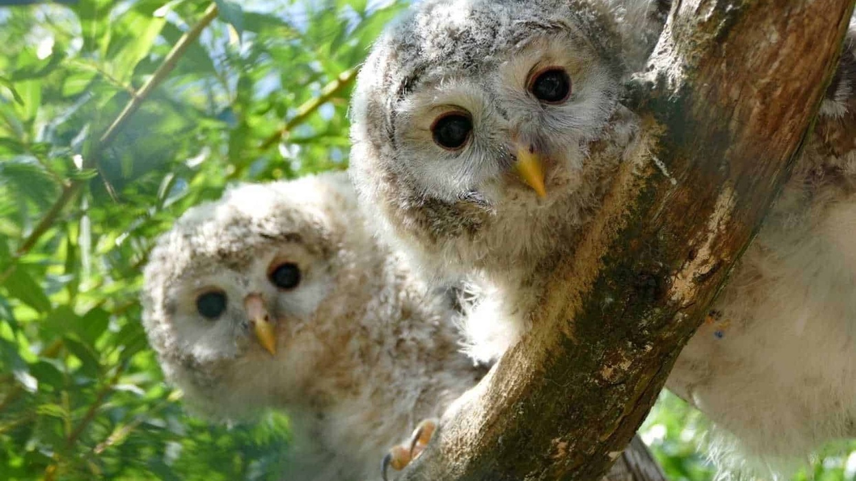 WAZA Hawk Owls on tree branch