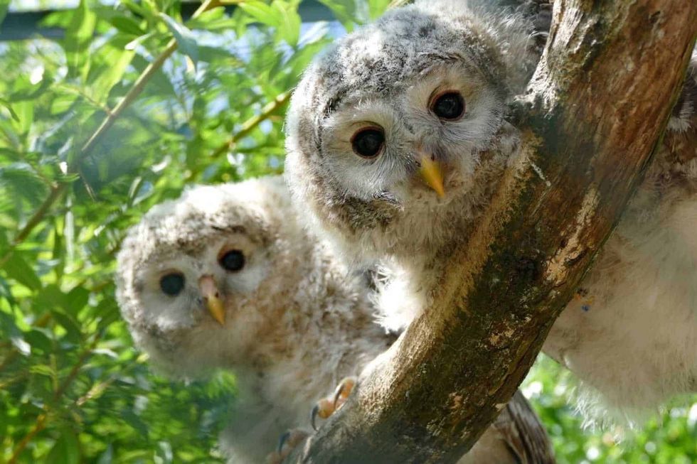 WAZA Hawk Owls on tree branch