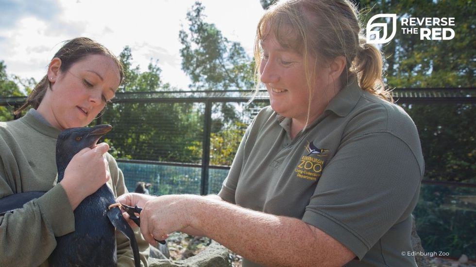 WAZA Reverse the Red Edinburgh Zoo