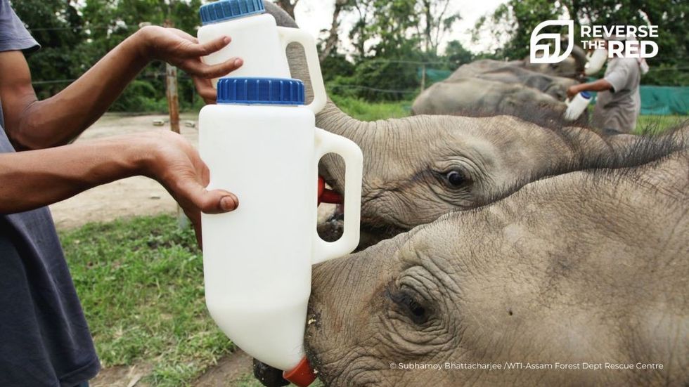 WAZA Reverse the Red rescue centre