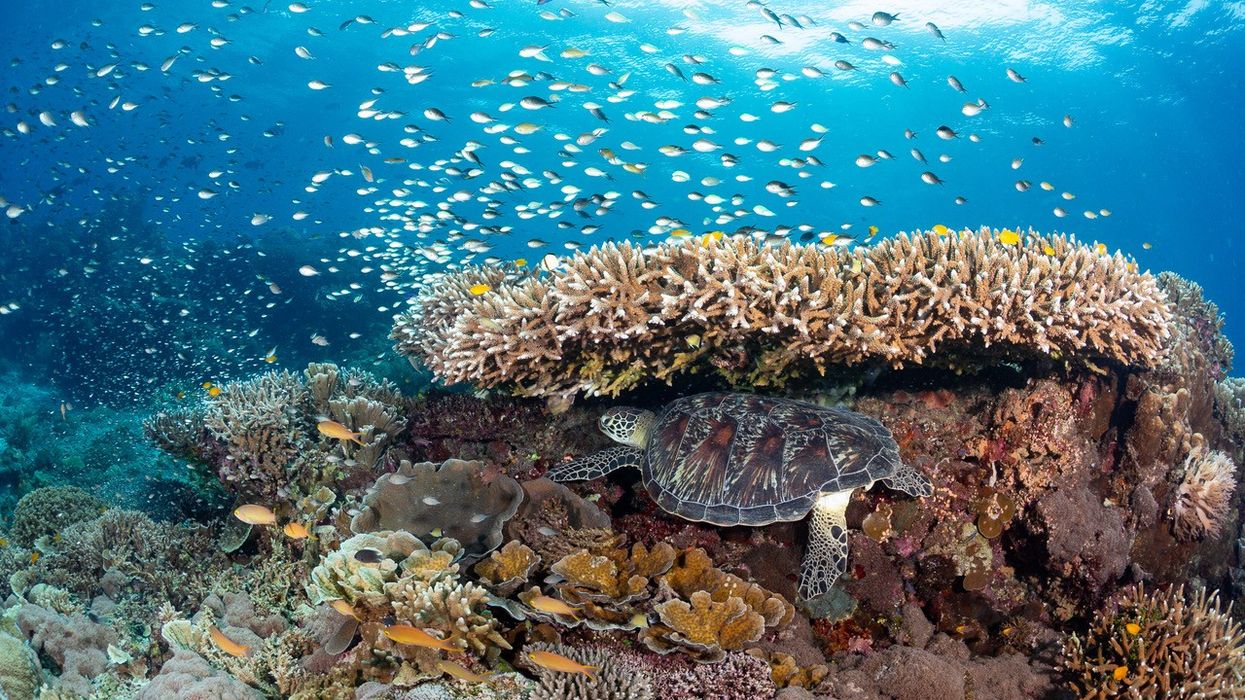 wcs coral reef
