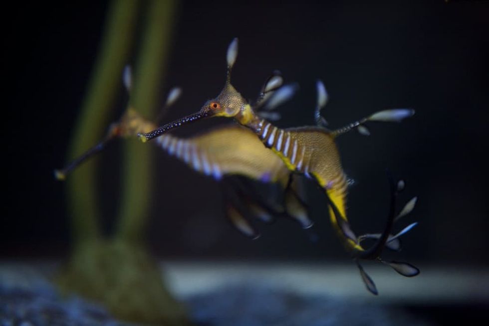 Weedy Seadragons Shedd Aquarium
