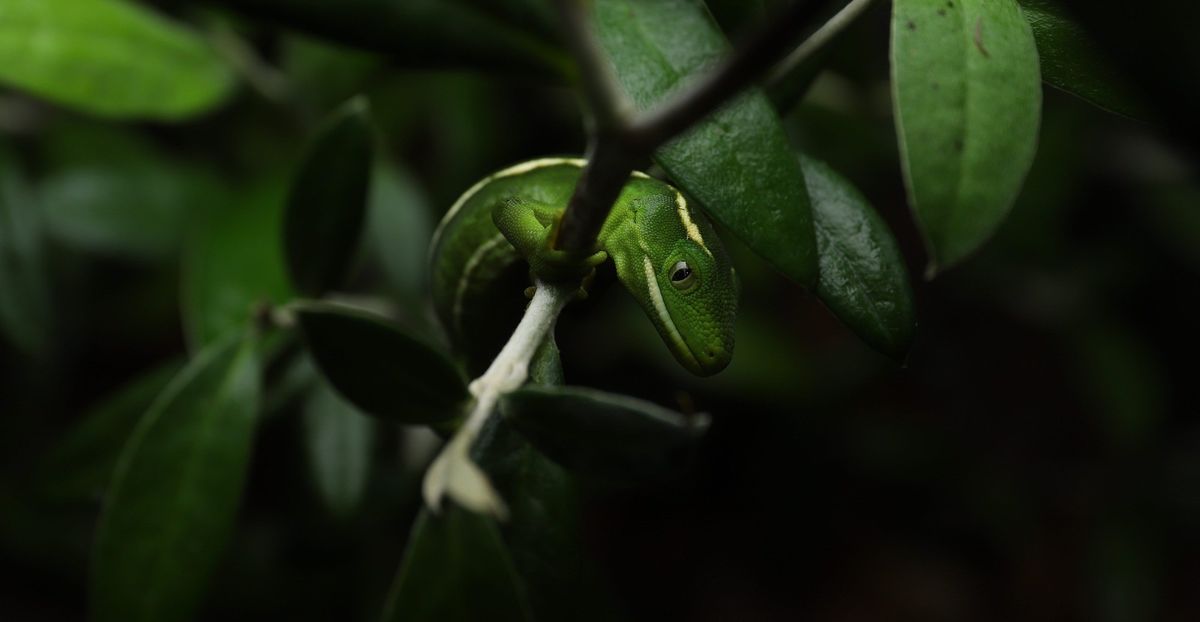 Wellington Zoo Green Gecko