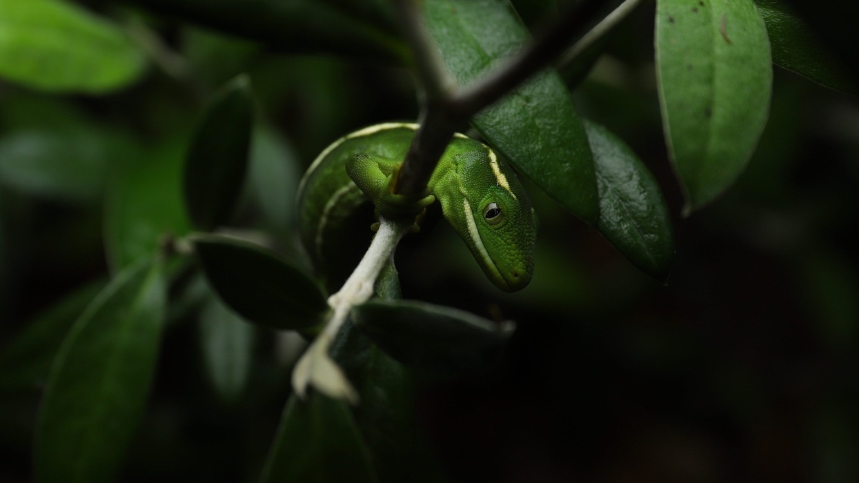 Wellington Zoo Green Gecko