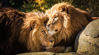 wellington zoo