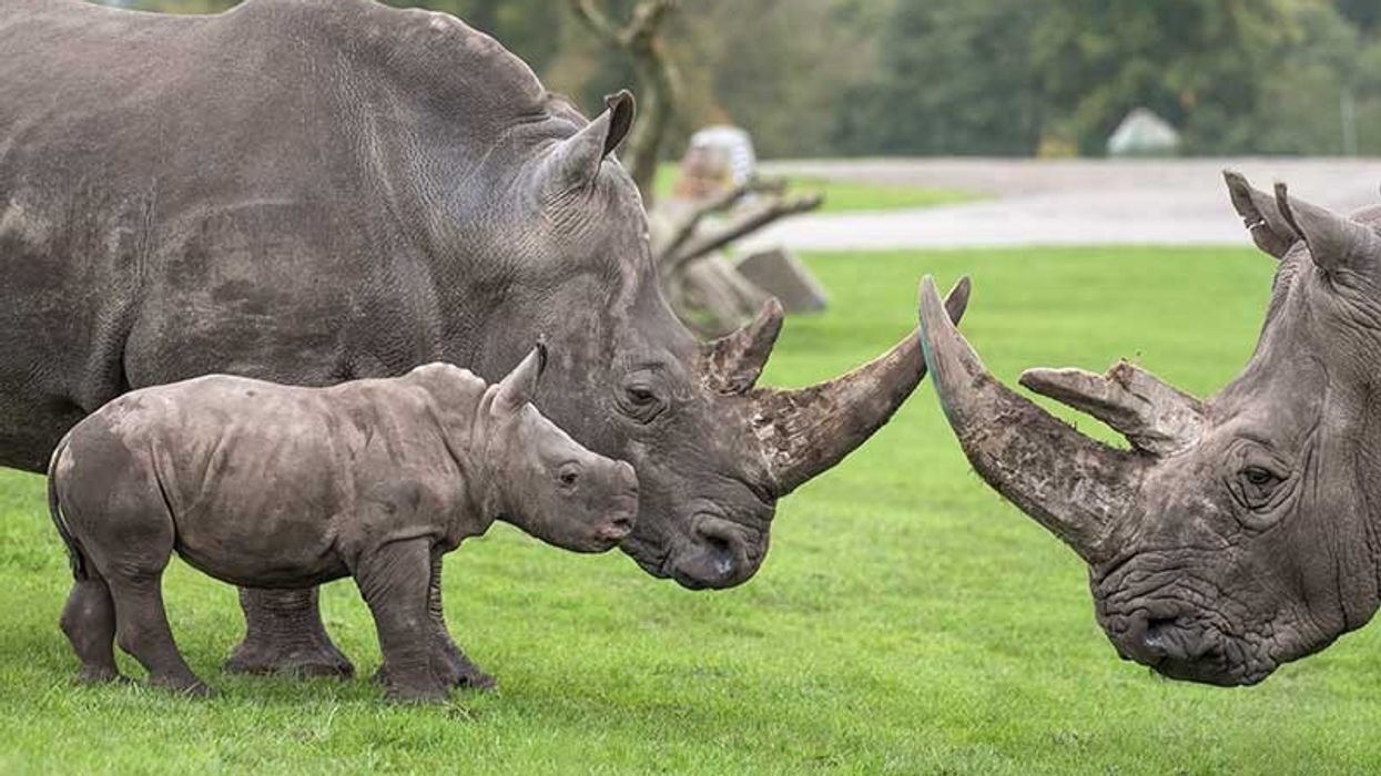 west midland safari park acquired by looping, new zoo expansion is planned