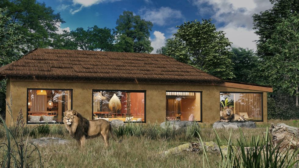 west midland safari park lion lodges